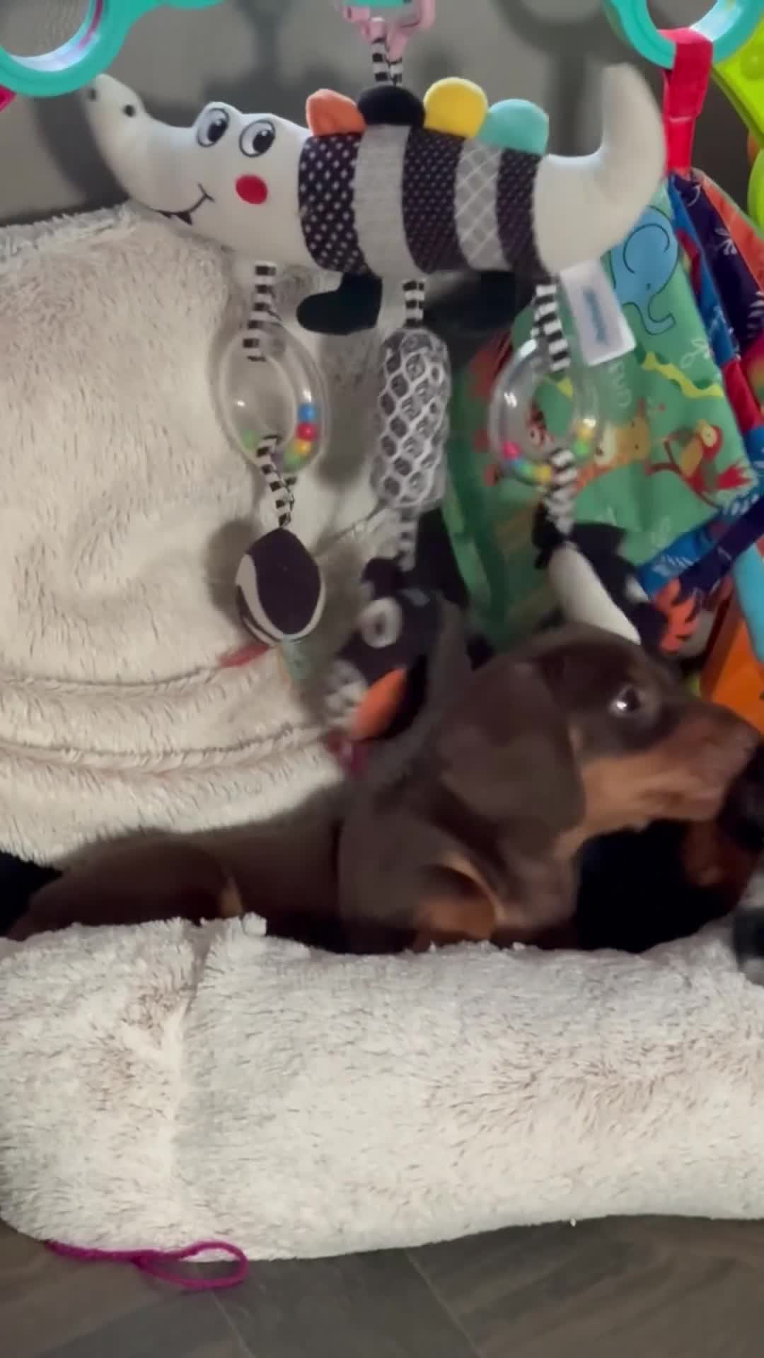 Miniature Dachshund dogs for sale: 2 super cute  dachshund babies   in Mirfield - Video 1
