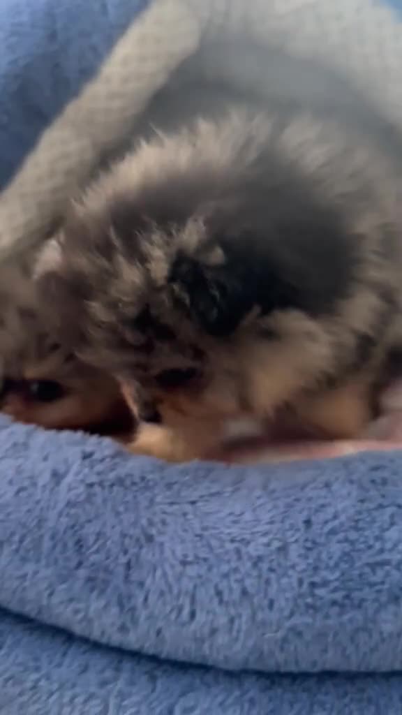 Pomeranian dogs for sale: AMAZING QUALITY POMERANIANS - Video 1