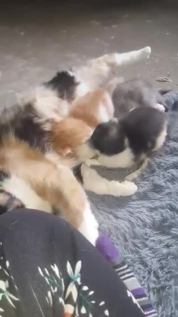 British Shorthair cats for sale: Kittens  - Video 4