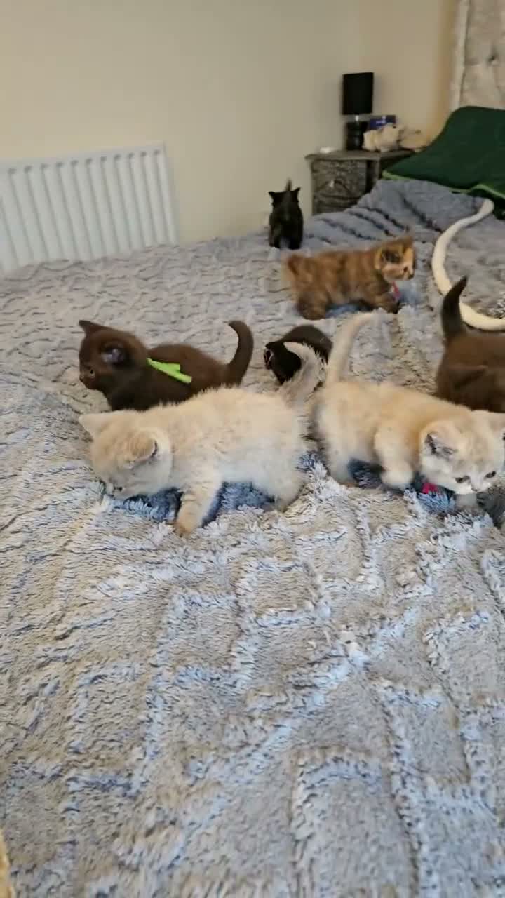 British Shorthair cats for sale: British Shorthair kittens - Video 3
