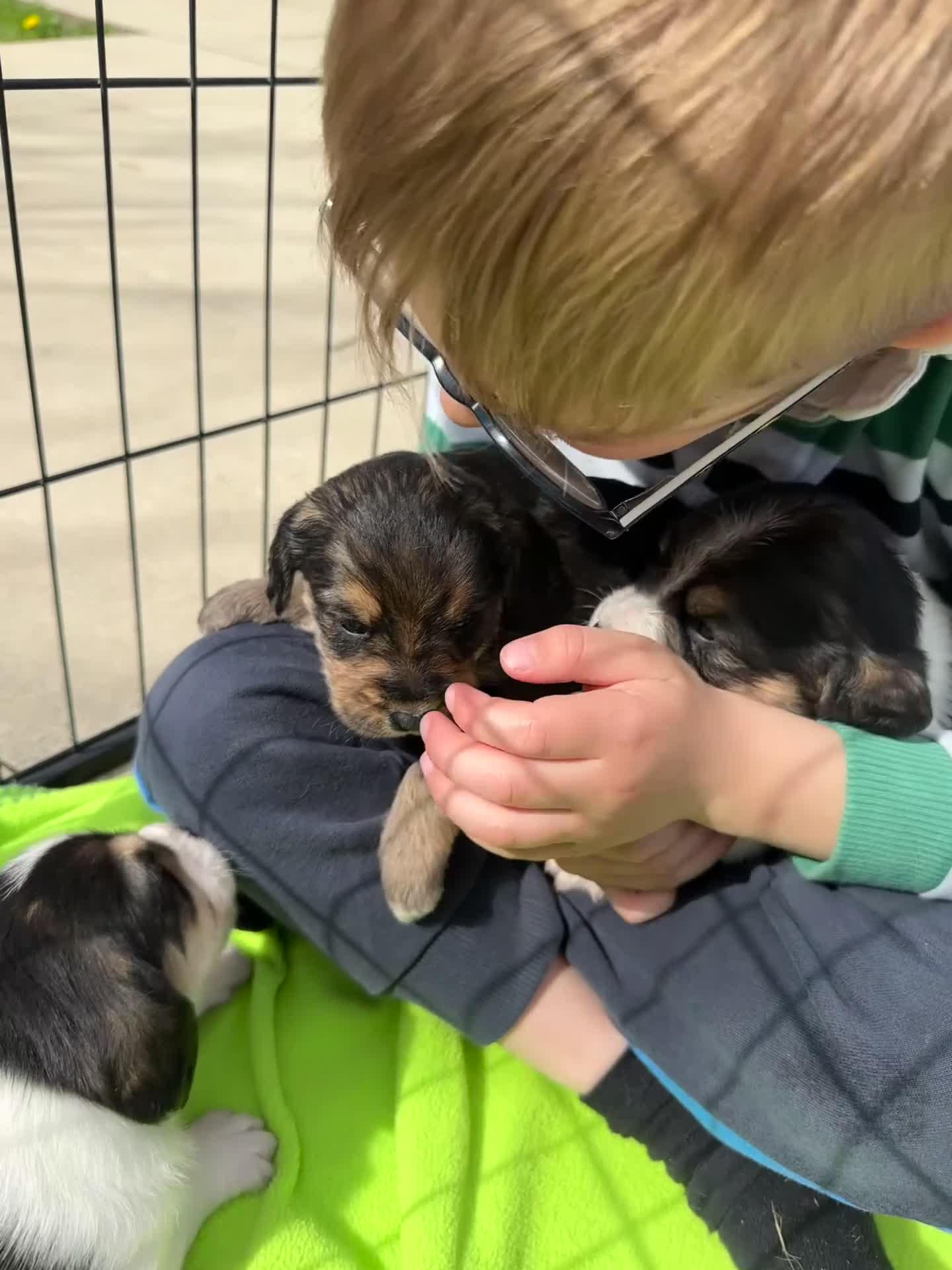 Mixed Breed dogs for sale: Beautiful Beagle x Cavapoo Puppies 🐶  - Video 2