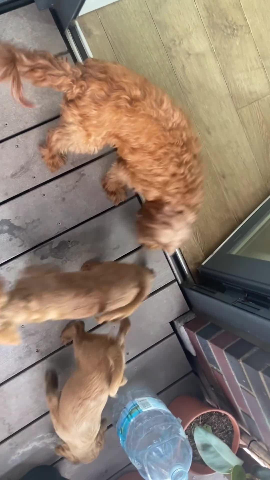 Cockapoo dogs for sale: Toy Poodle Cross Puppies, Mum & Dad Seen, London - Video 2
