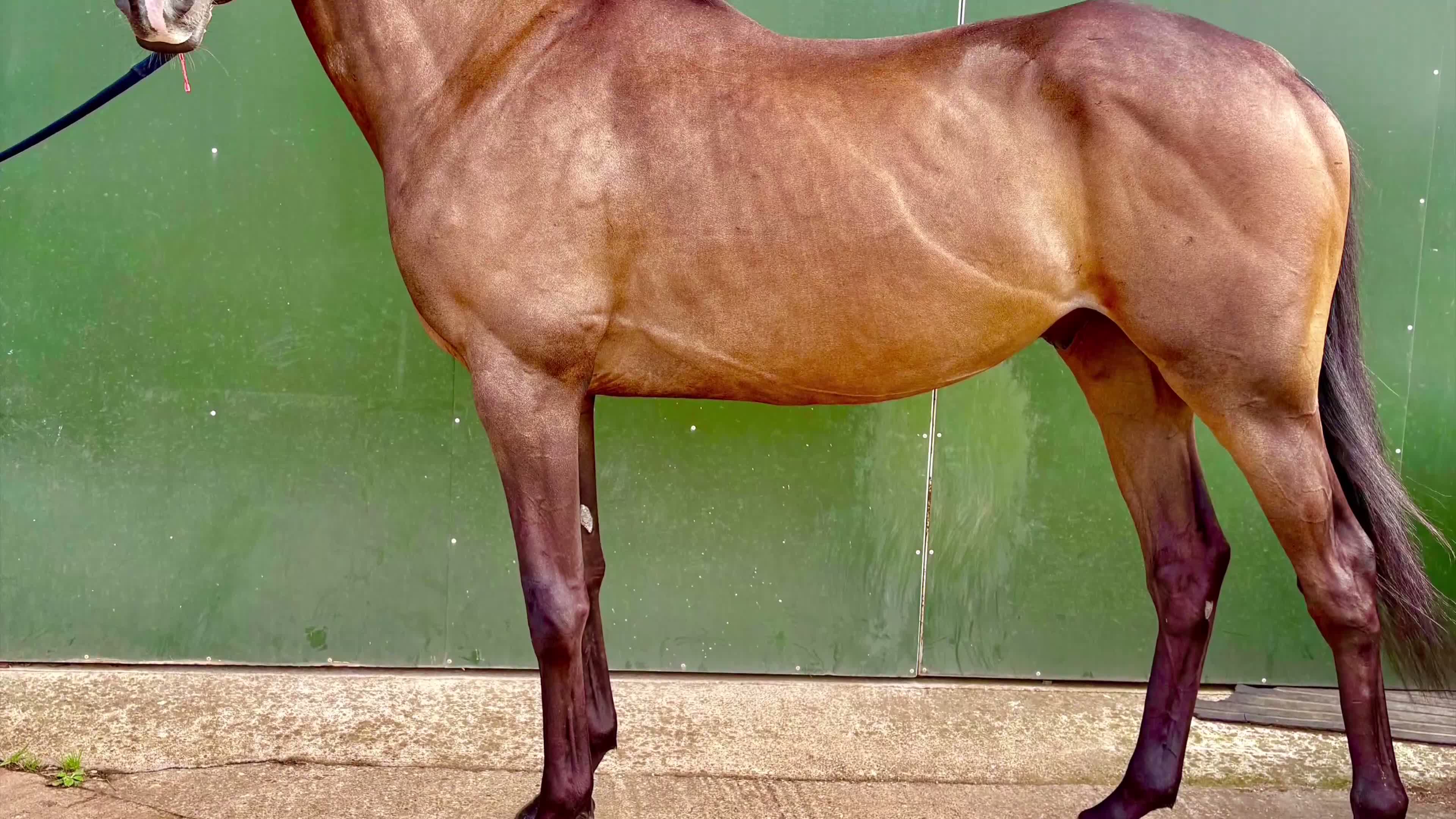 English Thoroughbred horses for sale: Jack  in Warwick - Video 1