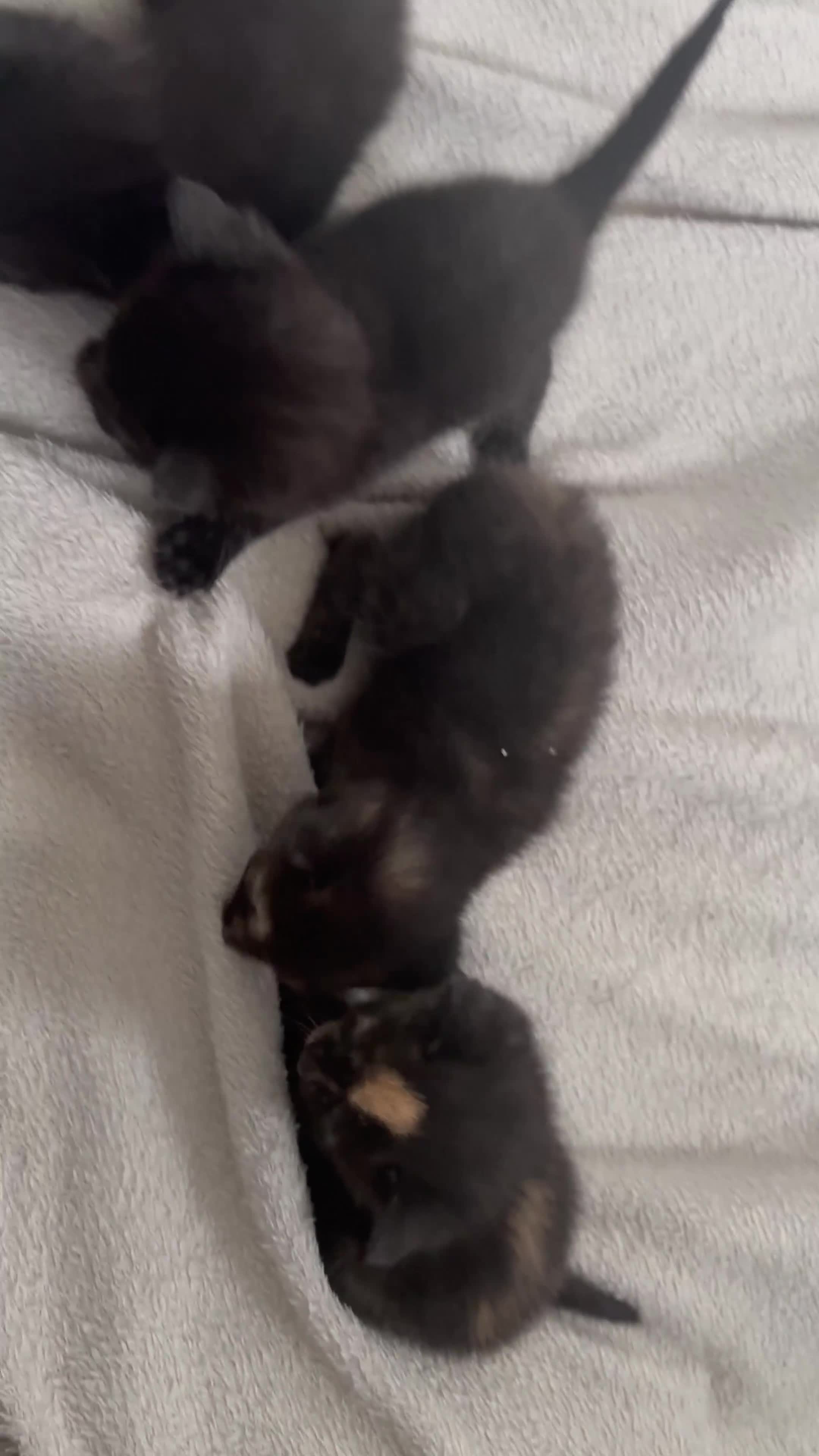 Mixed Breed cats for sale: 5 kittens for sale - Video 1