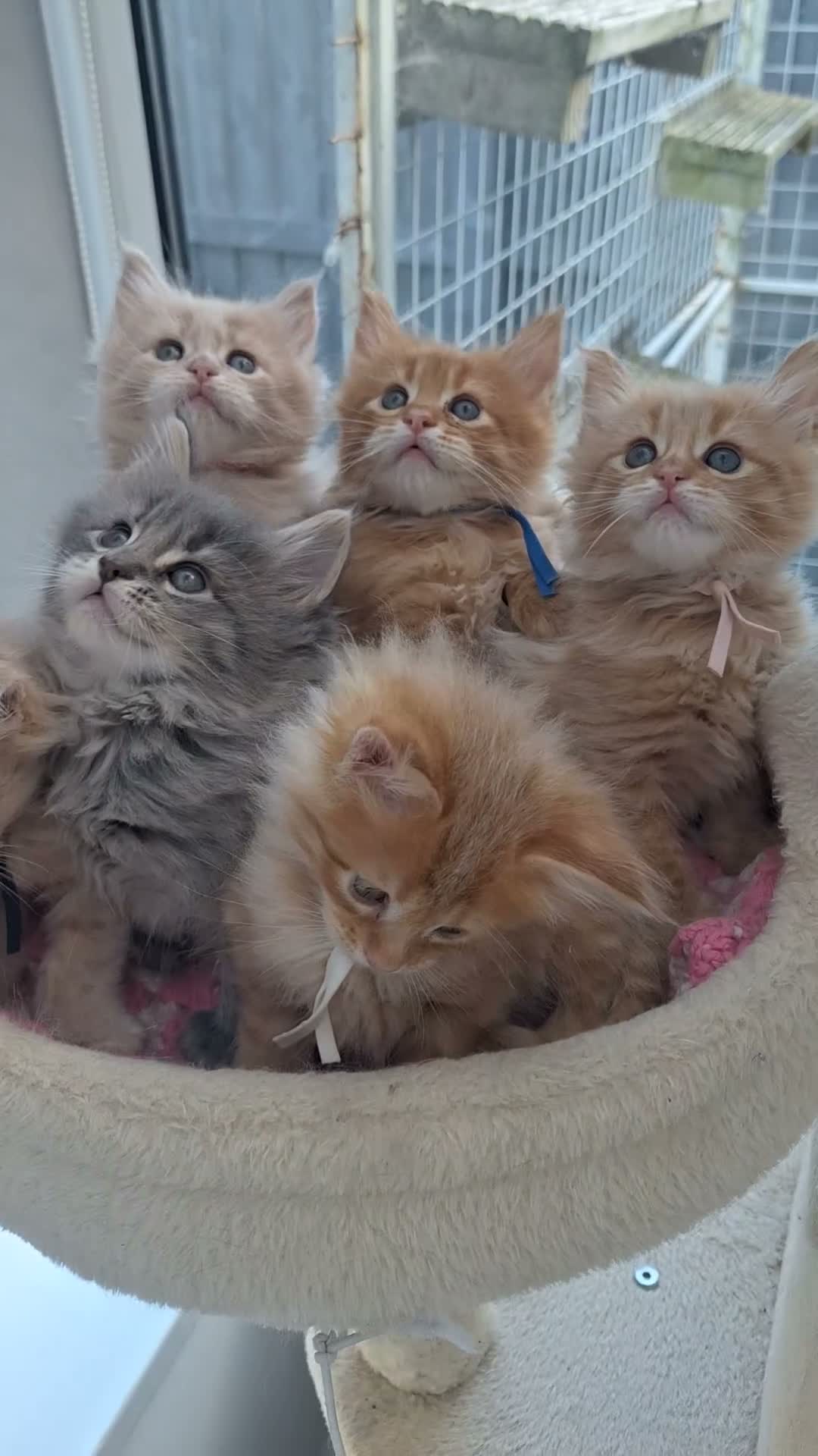 Maine Coon cats for sale: Mainecoon kittens  - Video 1