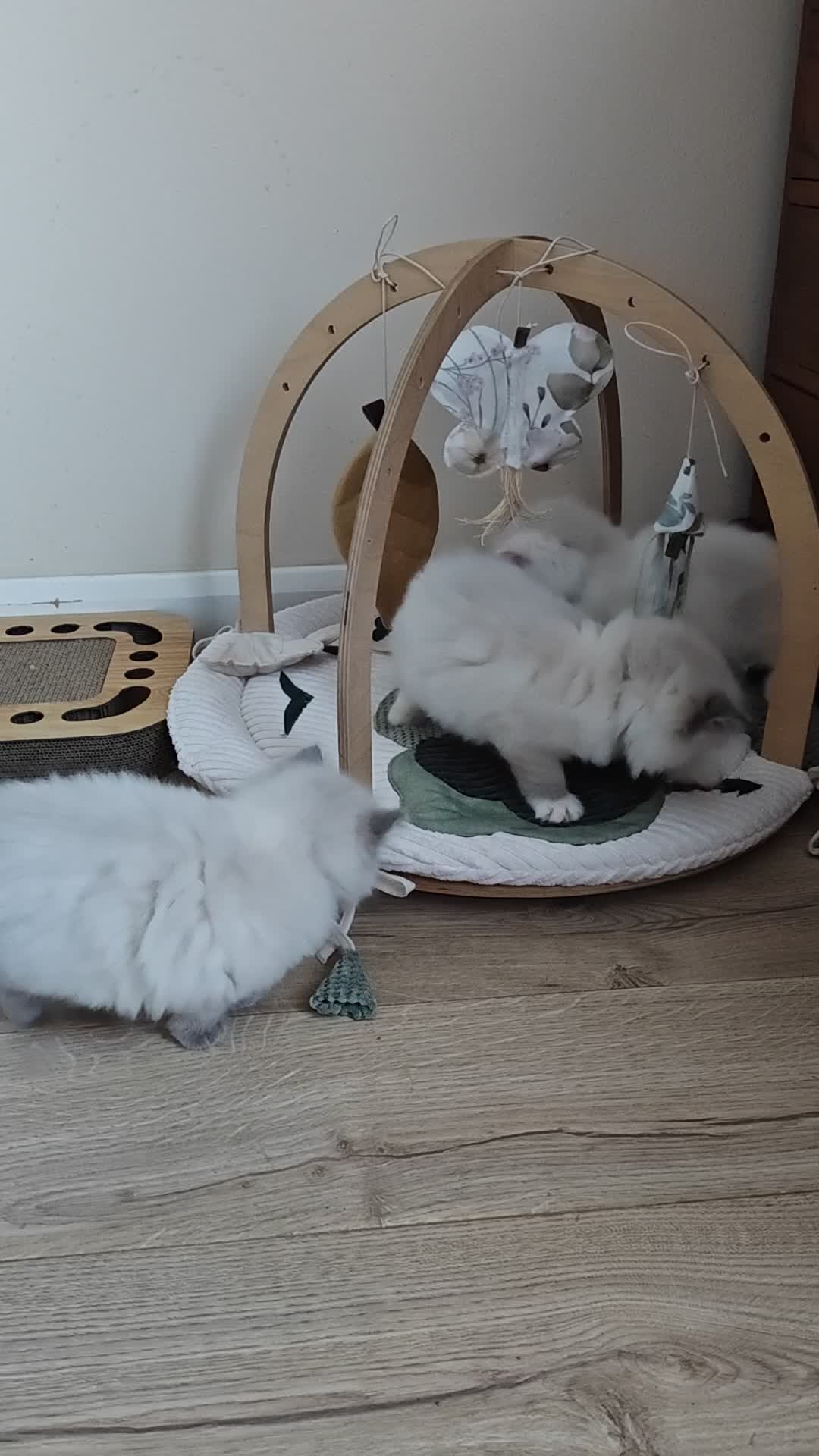 Ragdoll cats for sale: GCCF REGISTER KITTENS  - Video 4