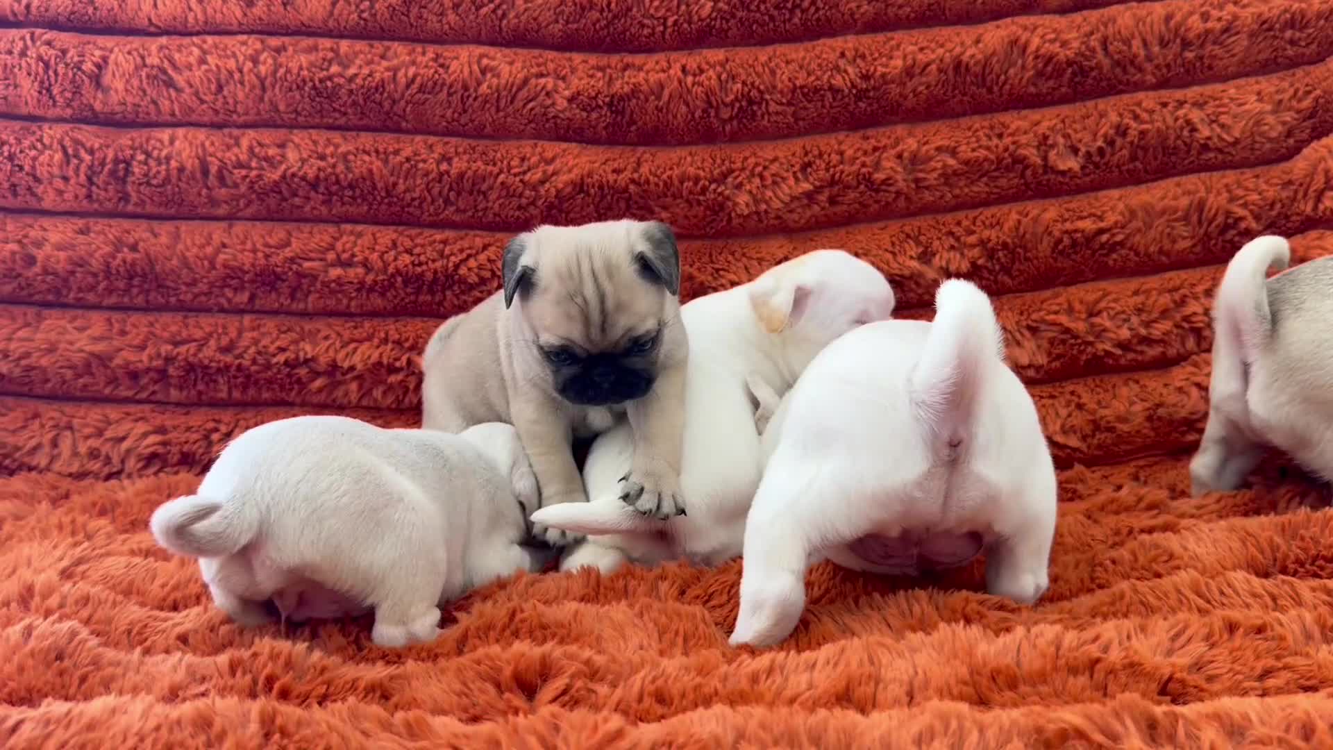 Pug dogs for sale: Perfect pug Puppies - Video 1