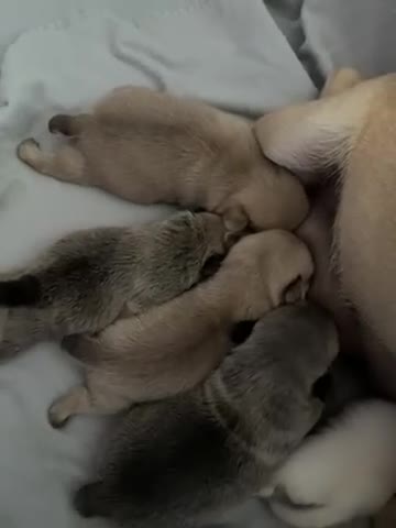 Pug dogs for sale: pedigree pug puppy’s  - Video 1