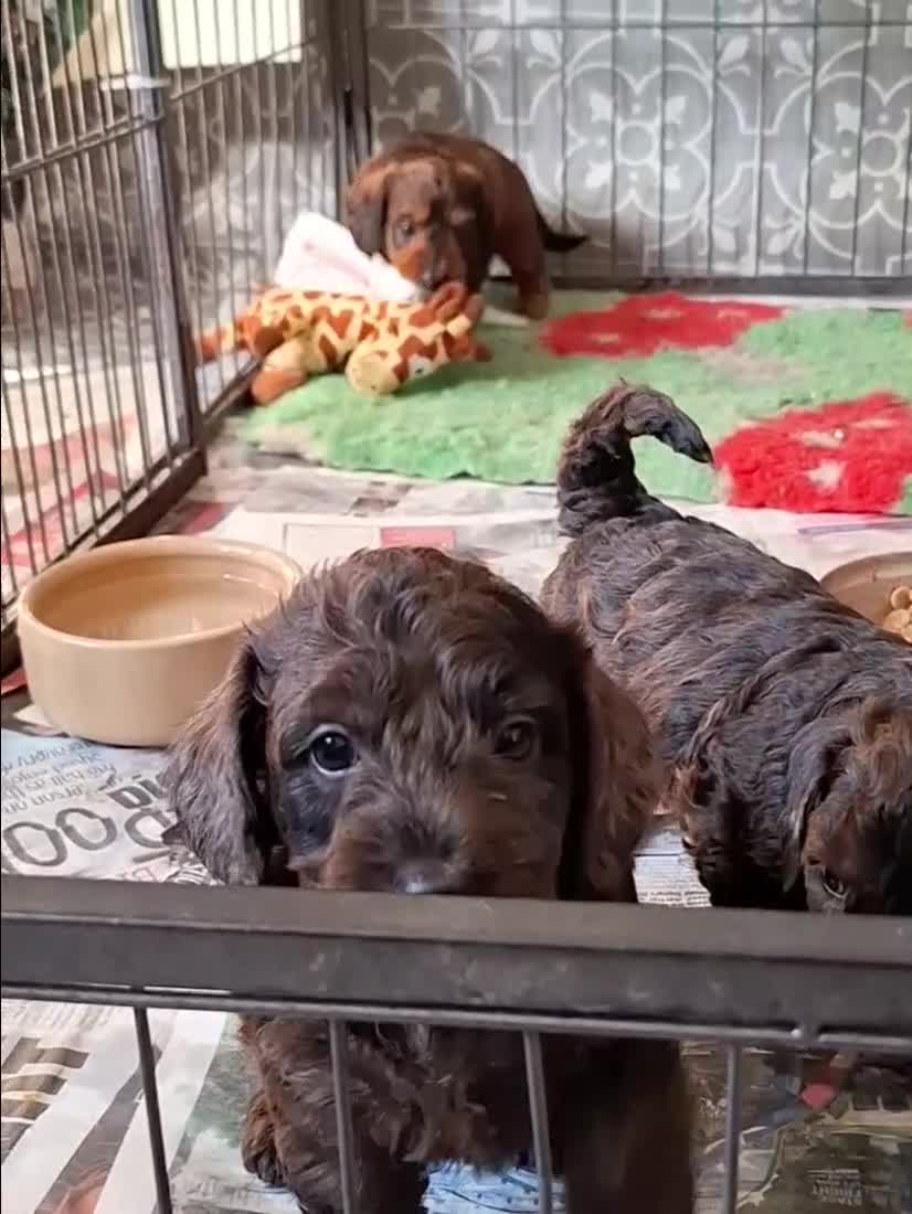 Miniature Dachshund dogs for sale: Gorgeous Mini-Wire Dachsund Doodle pups - Video 3