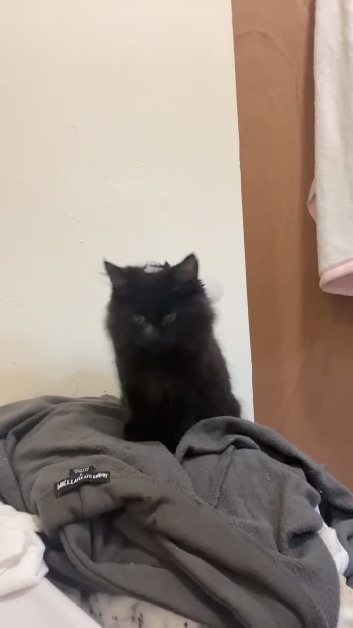 Mixed Breed cats for sale: Mowglie  - Video 2