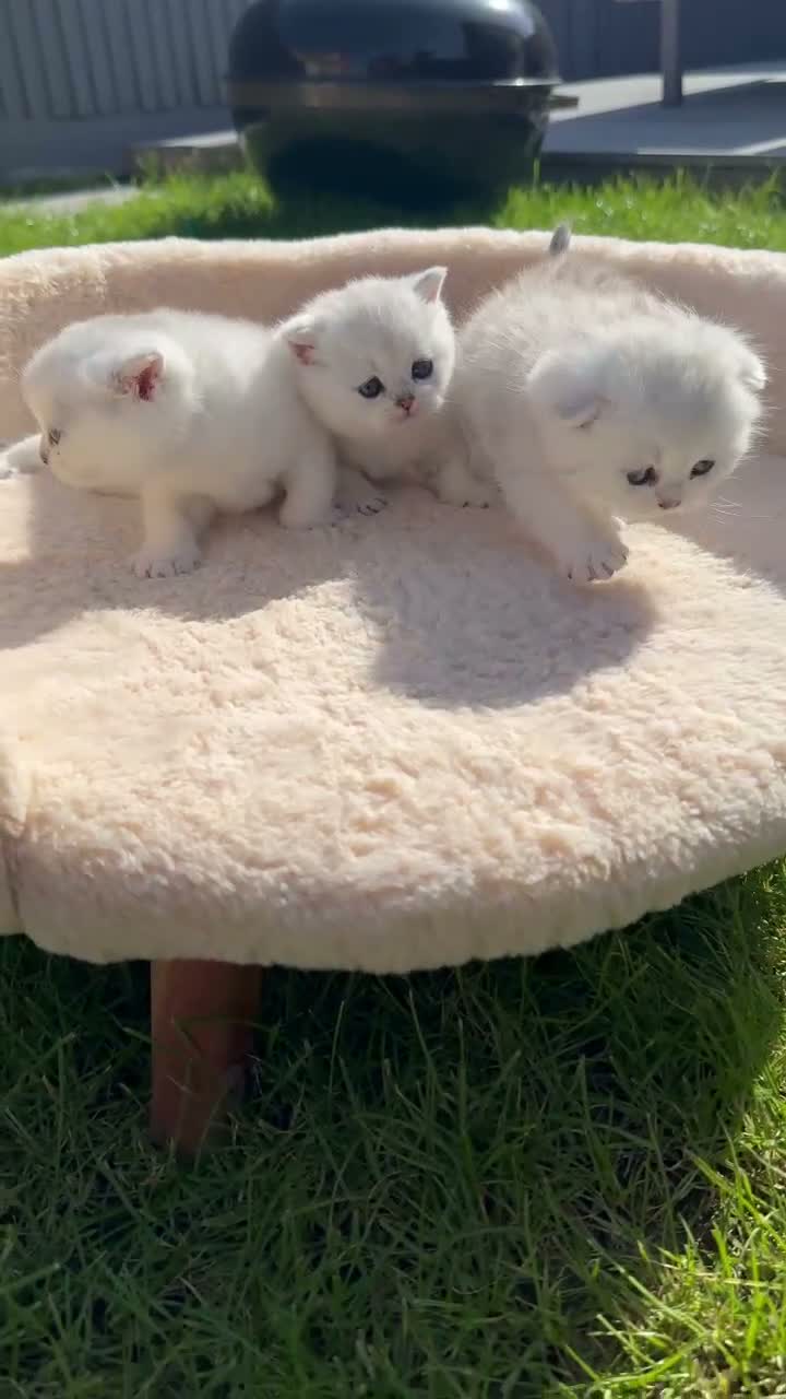 Scottish Fold cats for sale: Stunning Scottish Fold & Straight Show Kittens  - Video 1