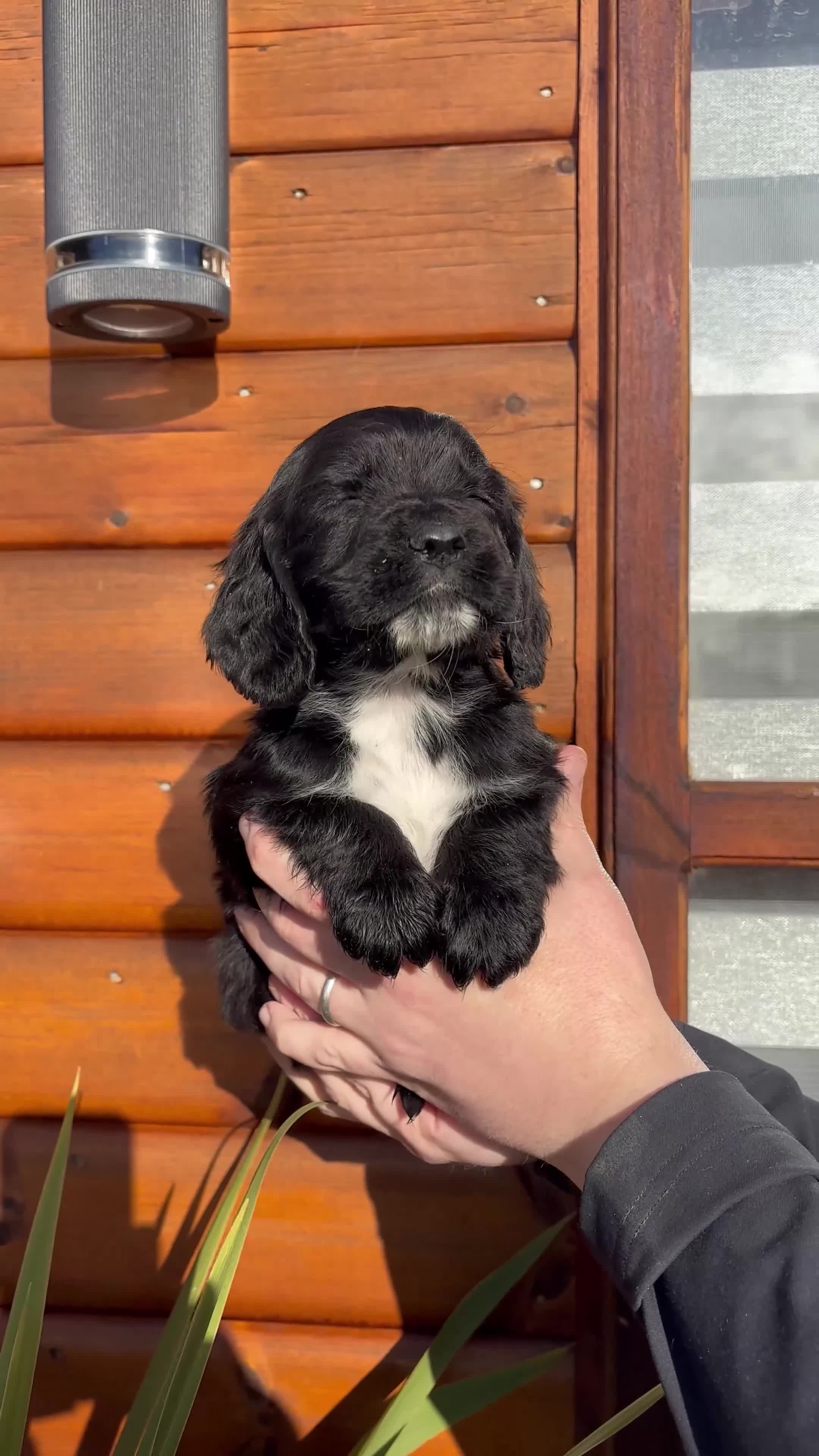Cocker Spaniel dogs for sale: Cocker spaniel puppies  - Video 3