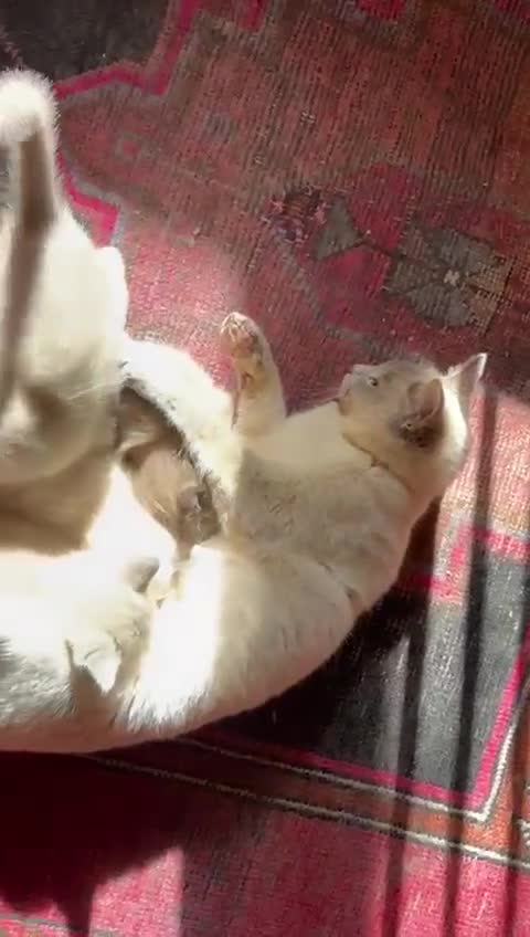 Tonkinese cats for sale: Exquisite Tonkdolls  - Video 5