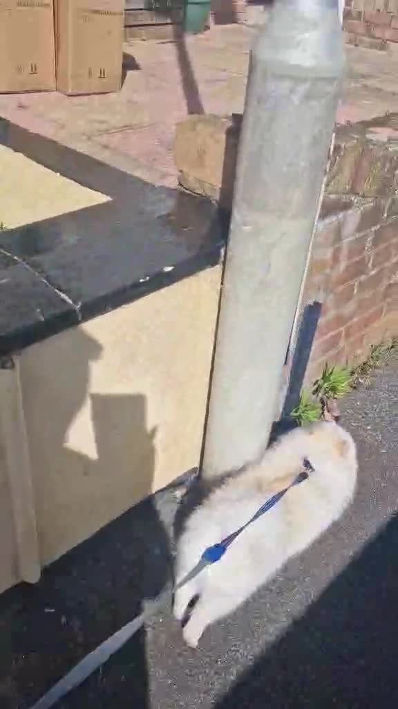 Pomeranian dogs for sale: Beautiful Purebred Pomeranian Boy(1Year Old) in Dover - Video 1