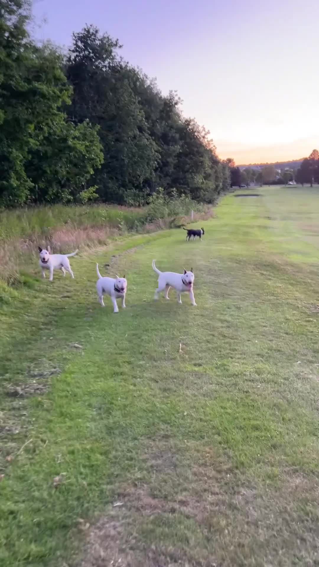 English Bull Terrier dogs for sale: CHAMPION BLOODLINE BOY - Video 1