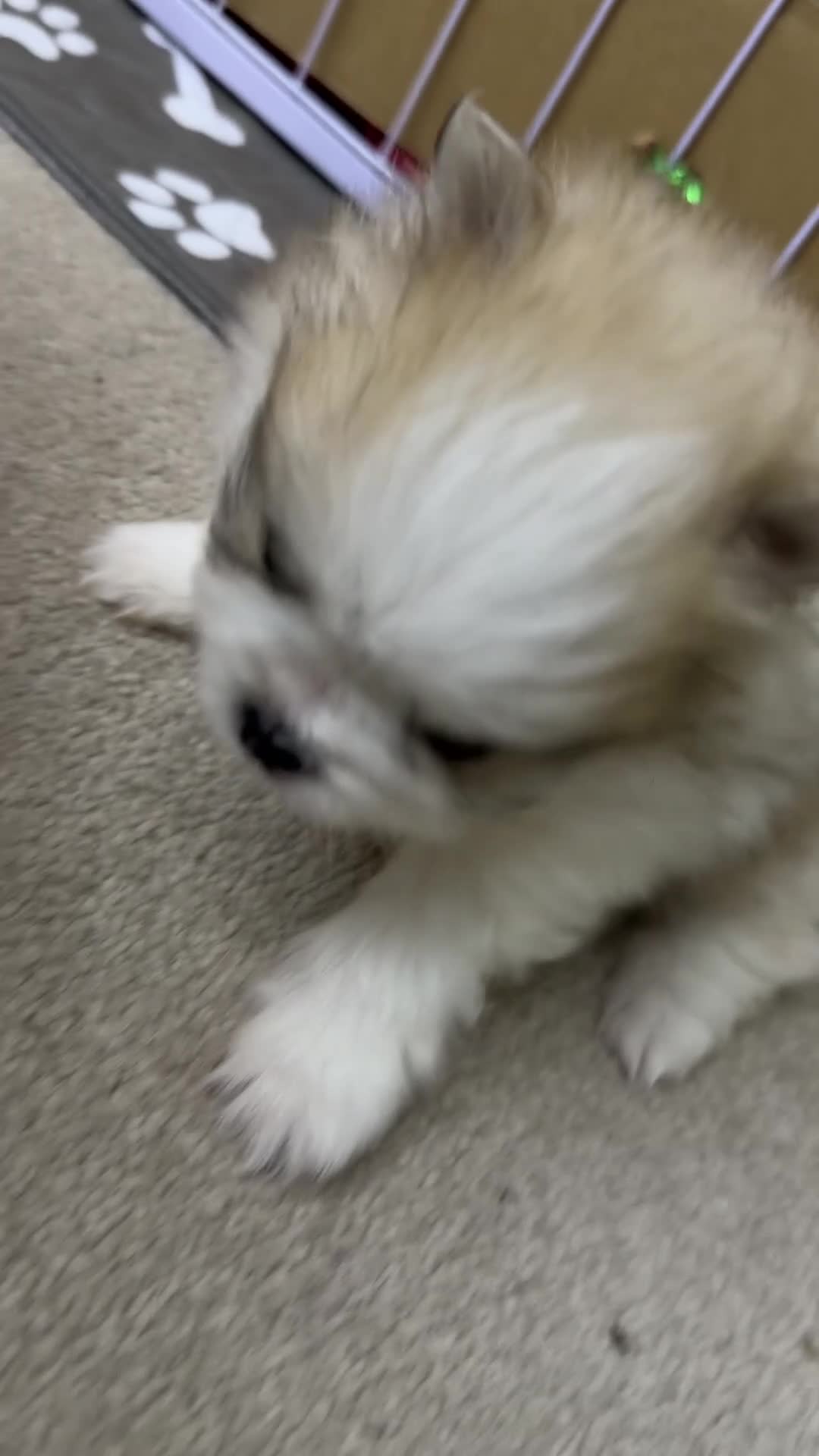 Pomeranian dogs for sale: Pomeranian puppies Kc registered - Video 4