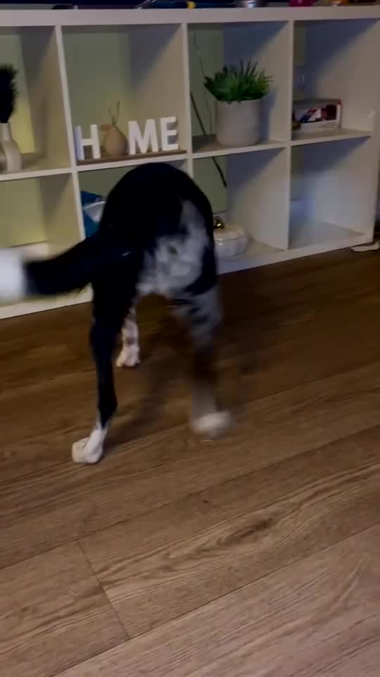 Border Collie dogs for sale: Beautiful female border collie  - Video 1