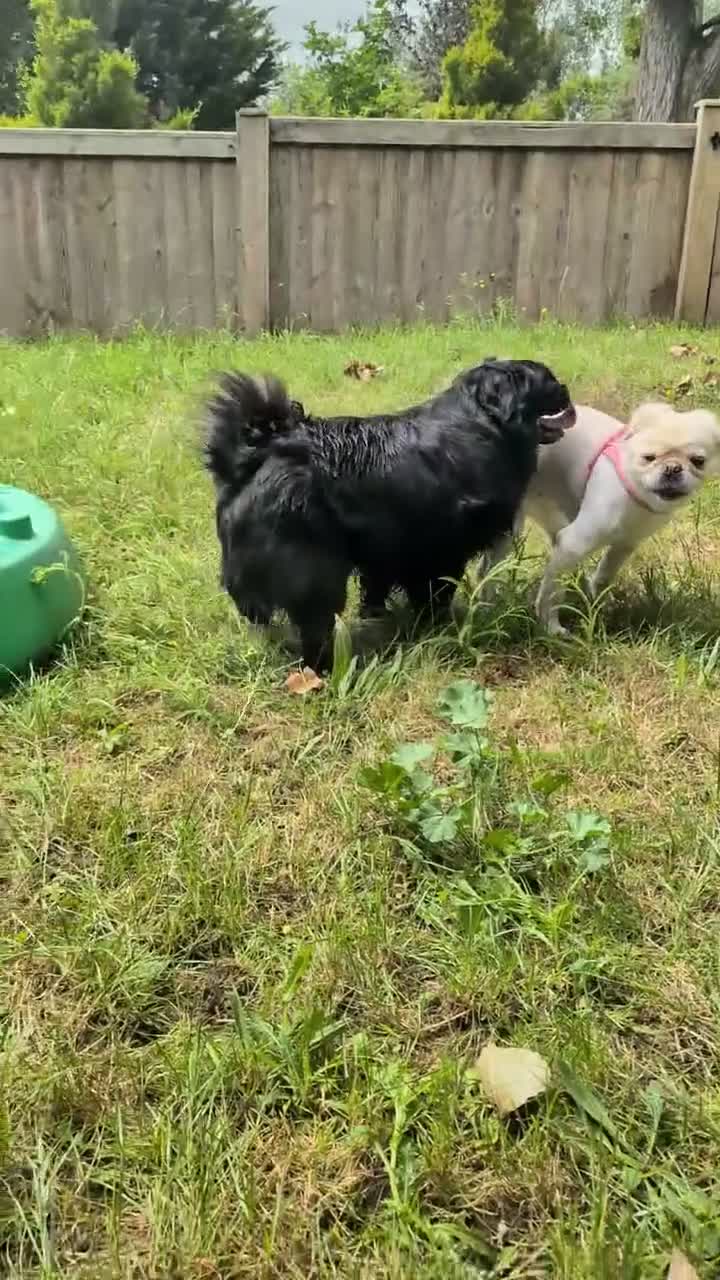 Pug dogs for sale: Very Rare long legged fluffy pugs in Hemel Hempstead - Video 2