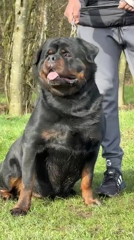 Rottweiler dogs for stud: Top quality health tested kc male German X serbian - Video 1