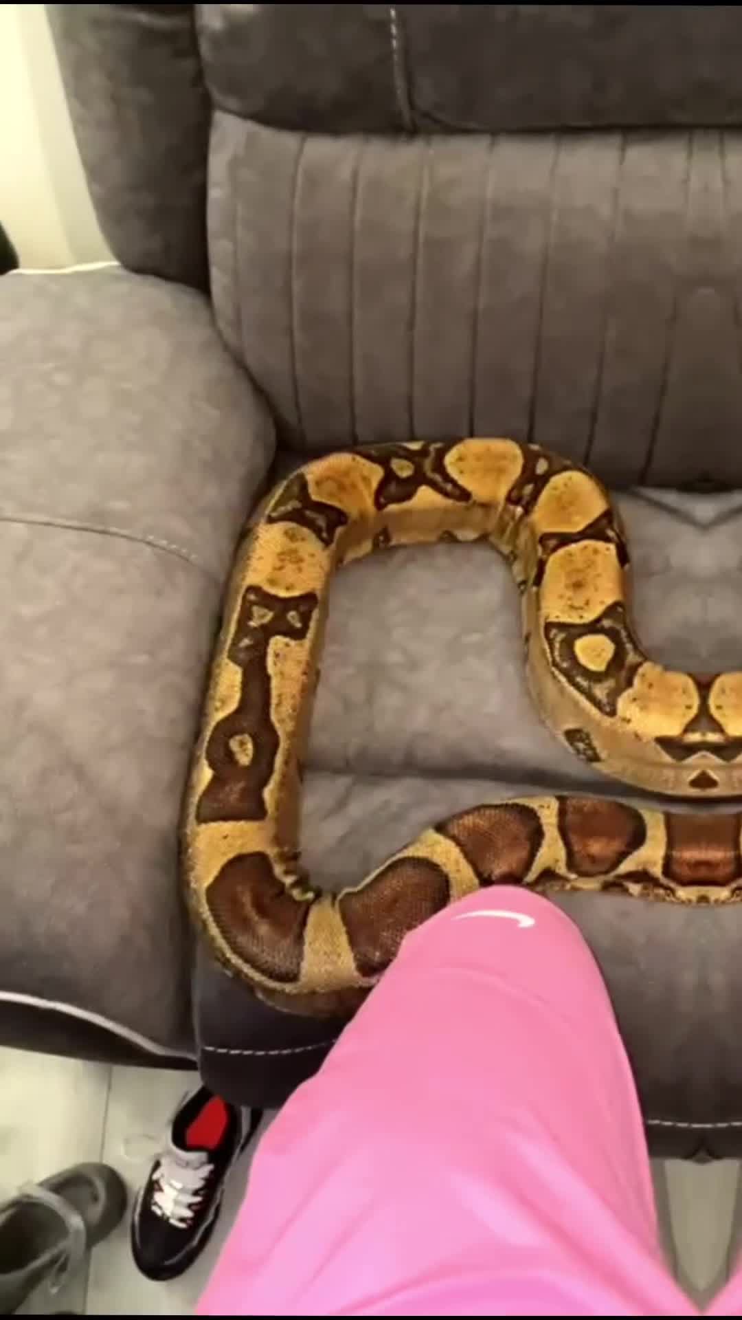 Boa Snake reptiles for sale: Boa Forsale  - Video 1