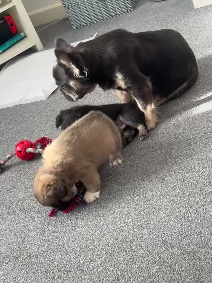 French Bulldog dogs for sale: Fluffy female French bulldog  - Video 2