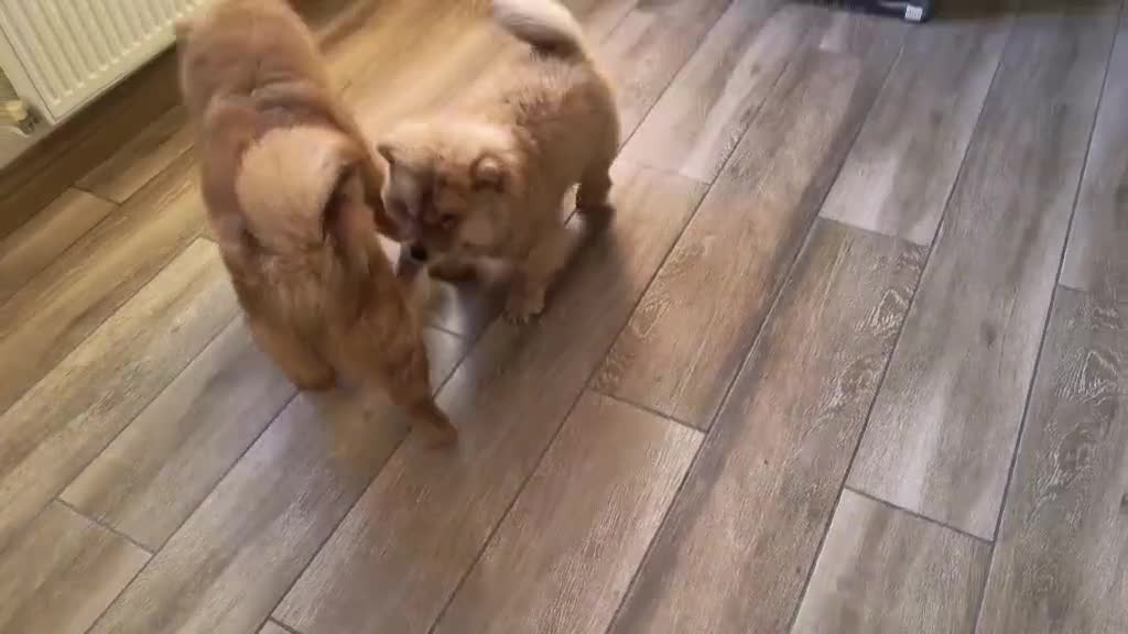 Chow Chow dogs for sale: Beautiful pablo is ready now and fully vaccinated - Video 1