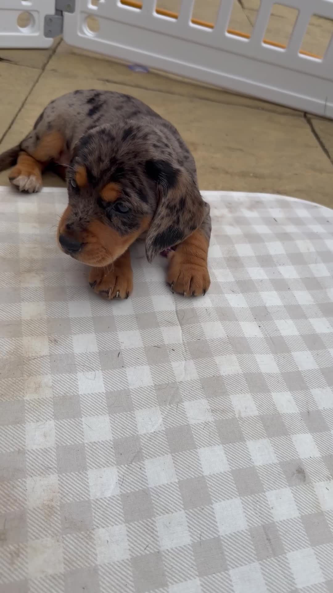 Mixed Breed dogs for sale: Ready✨F1 dockers 1 girl left due to no show  - Video 3