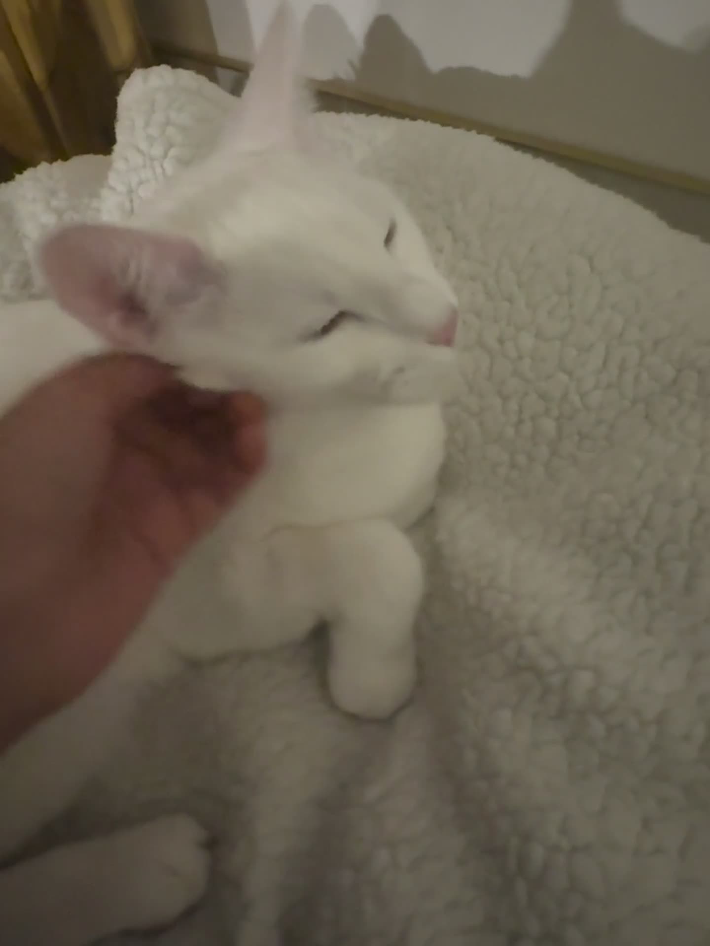 Ragdoll cats for sale: ragdoll boy kitten  in Purley - Video 1