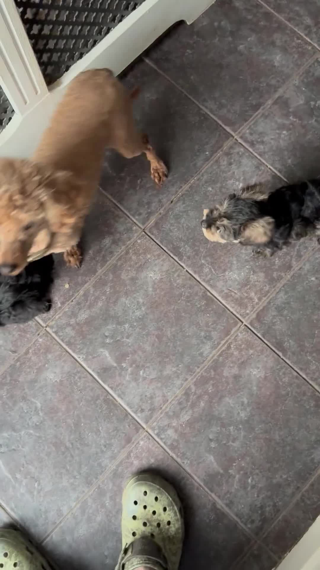 Mixed Breed dogs for sale: Two beautiful mini schnoodle pups - Video 2