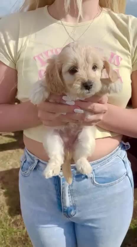 Cavapoo dogs for sale: The Cutest F1B Cavapoo Puppies For Sale! - Video 1
