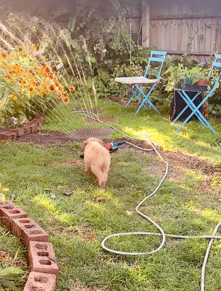 Cockapoo dogs for sale: 🐶Ready 23rd July🐶 Toy and min cockapoo F1bb. - Video 1