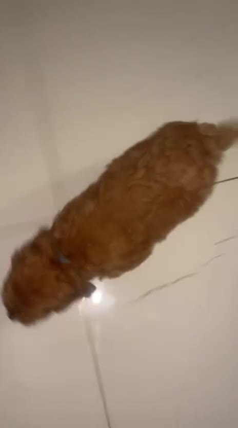 Cockapoo dogs for sale: ❤️NOW REDUCED❤️…X1 BOY (health tested) - Video 4