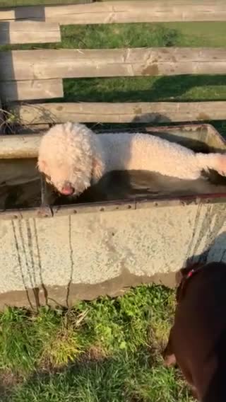 Labradoodle dogs for stud: Labradoodle Stud - Proven in Worthing - Video 2