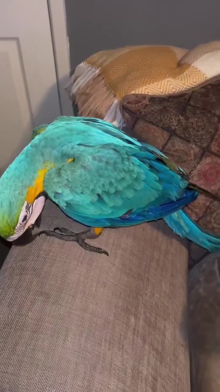 Macaws birds for sale: Hand reared blue & gold Macaw Chick - Video 1
