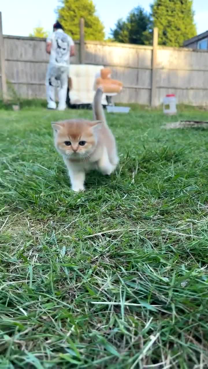 British Shorthair cats for sale: British Shorthair Cats - Video 2