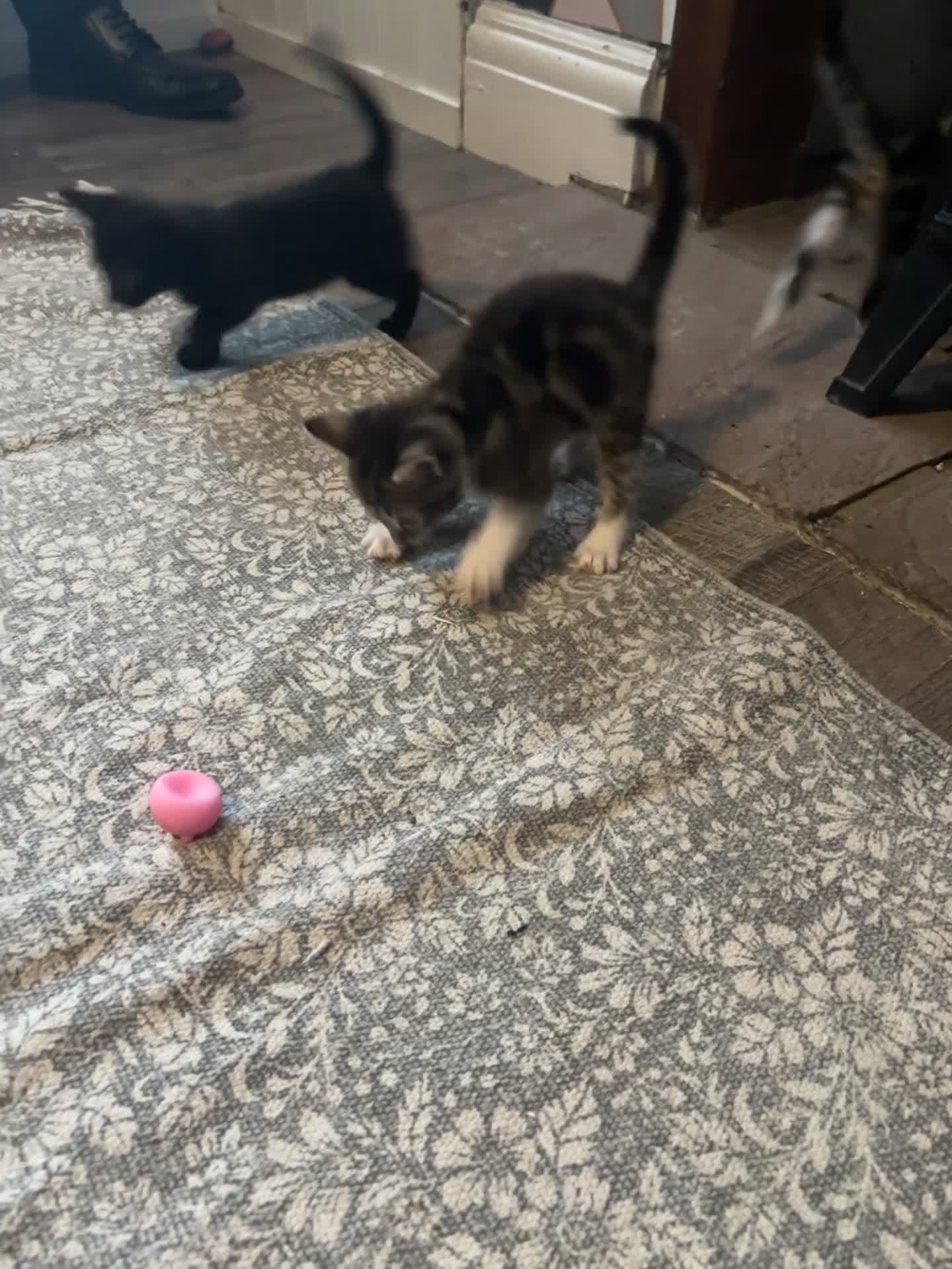 Mixed Breed cats for sale: 5 kittens for sale 2 male 3 female  - Video 3