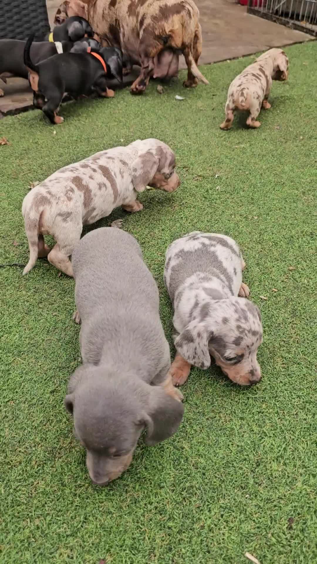 Miniature Dachshund dogs for sale: PRA CLEAR GORGEOUS MIN DACHSHUNDS  - Video 1
