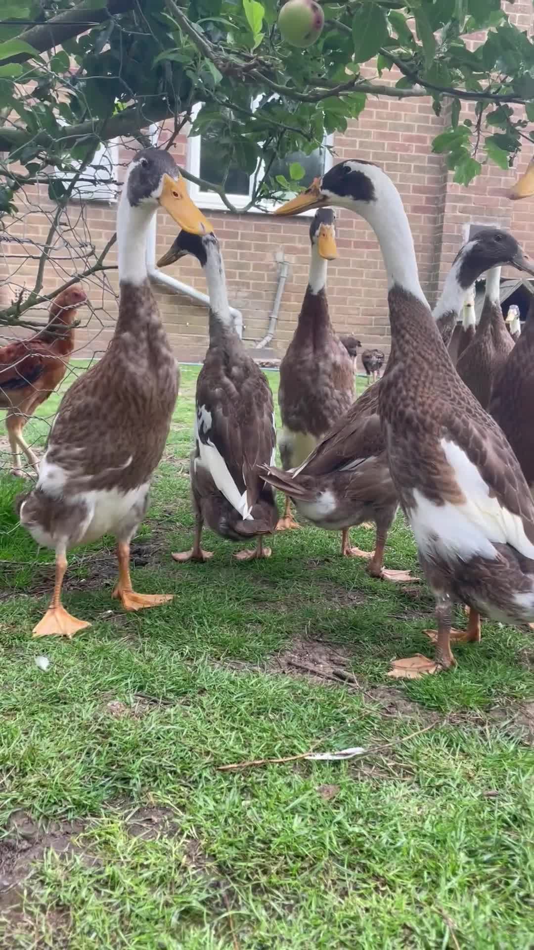 Ducks poultry for sale: Fawn and white runner drakes and eggs  - Video 1