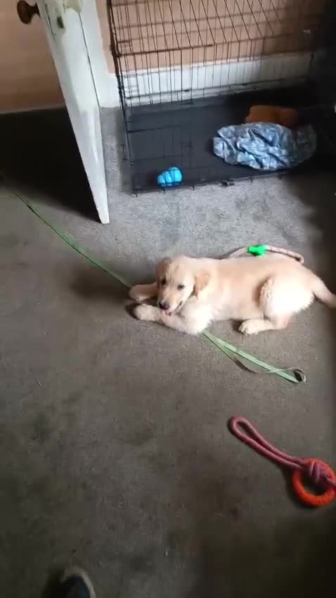 Golden Retriever dogs for sale: Golden Retriever Boy – 14 Weeks – KC Registered - Video 1