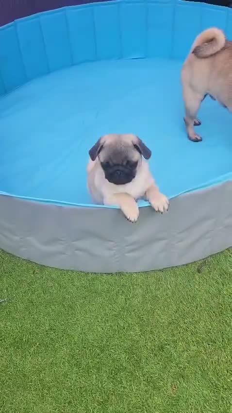 Pug dogs for sale: Beautiful Male Pug Puppy - Video 1