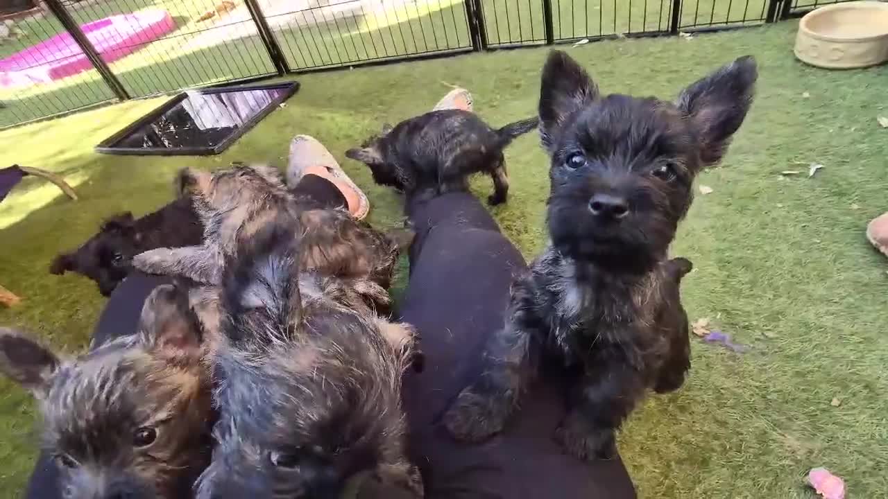 Cairn Terrier dogs for sale: Adorable Cairn Terrier Puppies - Video 3
