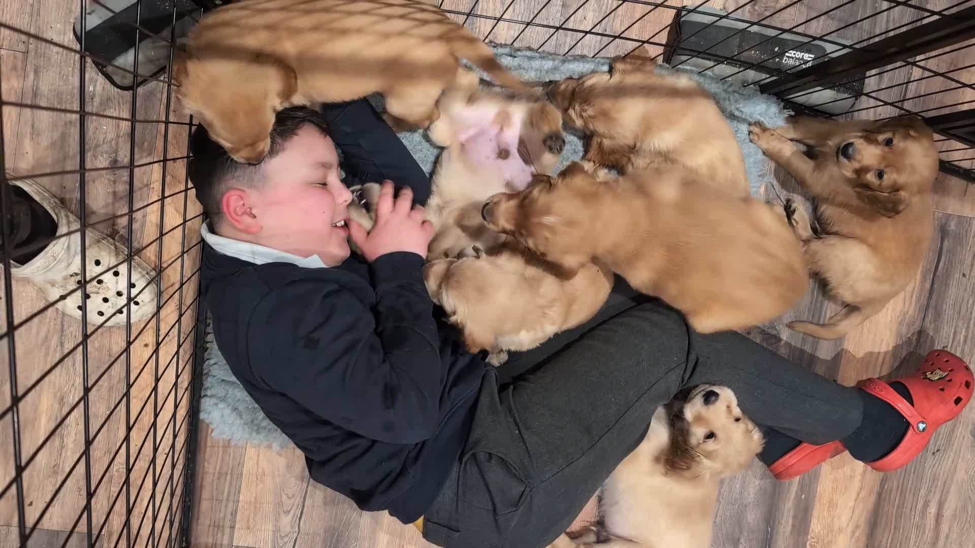 Mixed Breed dogs for sale: LAST ONE LEFT! Golden Retriever x Irish Setter pup - Video 2