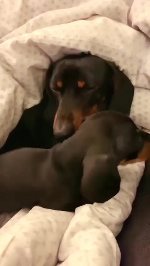 Miniature Dachshund dogs for sale: Sausage puppies Perfect Mini-Dachshunds  in Kidlington - Video 2