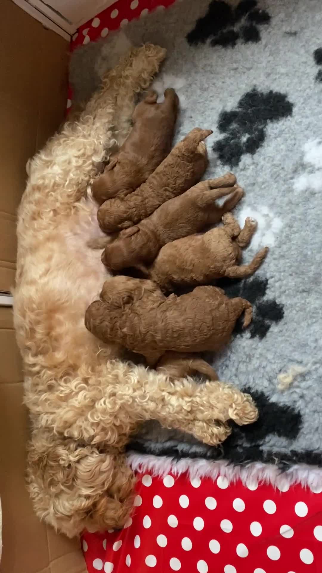 Cavapoo dogs for sale: Cavapoo F1B - Video 1