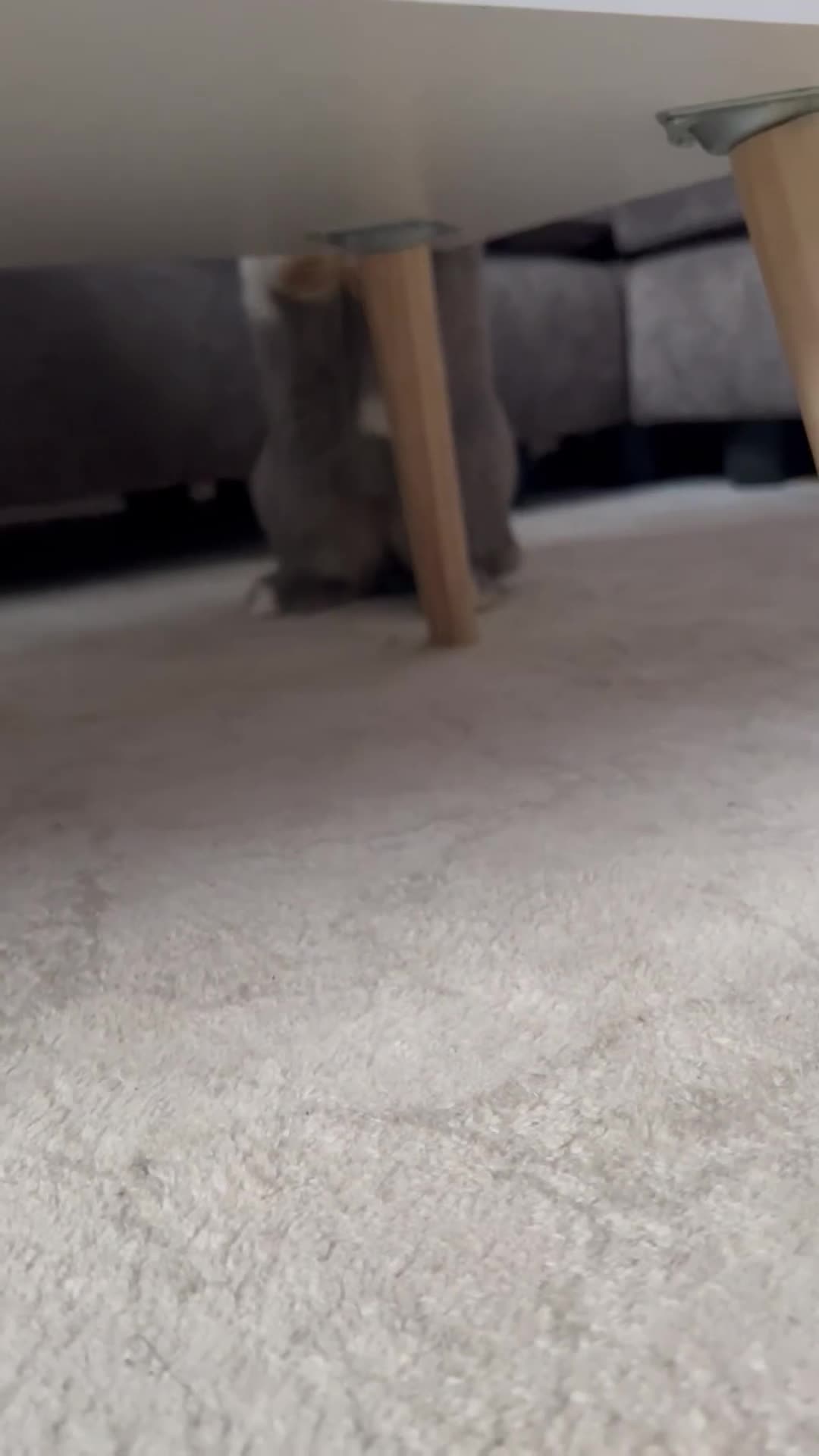 Mini Lop rabbits for sale: Mini lop  - Video 1