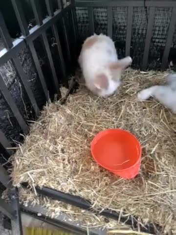 Lionhead rabbits for sale: 2 Male Lionhead Mix Rabbits – 4 Months Old  in Rotherham - Video 1