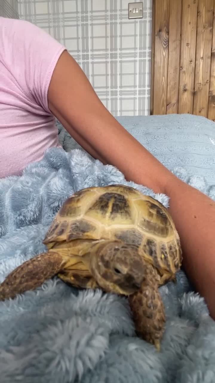Tortoise reptiles for sale: 2 horsfield tortoises for sale  - Video 4