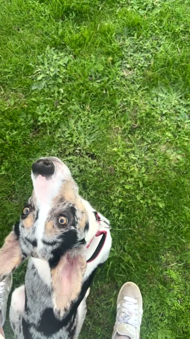 Mixed Breed dogs for sale:  Merle border collie  - Video 2