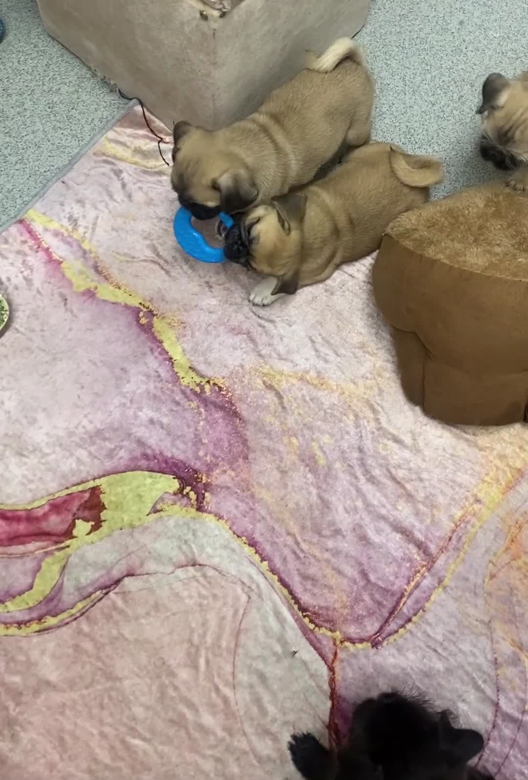 Mixed Breed dogs for sale: Pug Tzu puppies 🐶  - Video 2