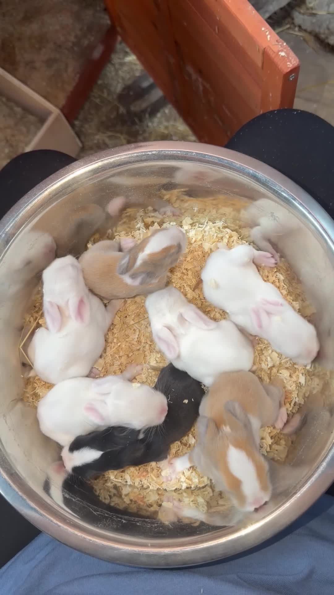Mini Lop rabbits for sale: Mini lop bunnies for sale - Video 1